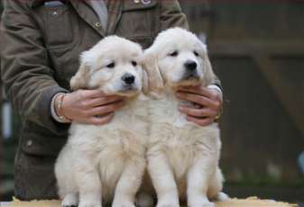 Garou's puppies - Golden Retriever